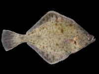 Peste Cambula file