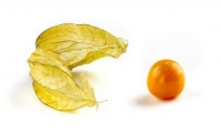 Physalis proaspat (cirese de pamant)