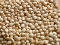 Quinoa gatita
