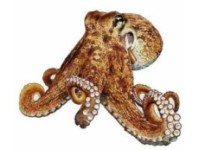 Caracatita