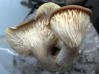 Ciuperci Pleurotus