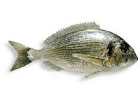 Dorada