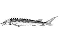 Nisetru